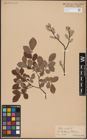 Foto von Salix aurita L.